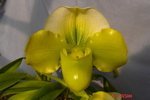 Paph. Emerald Sea 'Bear'