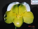 Paph. Enzan Blamley 'Bear-2' 