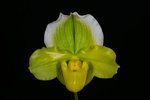 Paph. Enzan Fruit