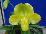 Paph. Green Gem 'Bear-1'