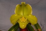 Paph. Hamana Curet 'Bear-2'