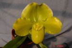 Paph. Hamana Curet 'Bear-4'