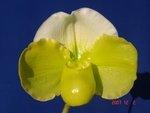 Paph. Hawaiian Shamrock 'Bear' 