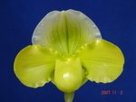 Paph. Hawaiian Shamrock 'Bear-1' 