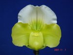 Paph. Hawaiian Shamrock 'Bear-2' 