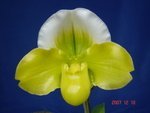 Paph. Hawaiian Shamrock 'Bear-3'