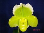 Paph. Hung Sheng Curet 'Bear-1'  