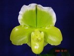 Paph. Hung Sheng Curet 'Bear-2'  