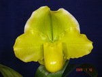 Paph. Hung Sheng Curet 'Bear-3'  