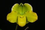 Paph. Hung Sheng Curet 'Bear-5'