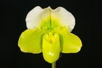 Paph. Hung Sheng Curet 'Bear-6'