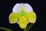 Paph. Hung Sheng Curet 'Bear-8'