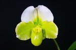 Paph. Hung Sheng Curet 'Bear-11'