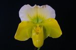 Paph. Hung Sheng Curet 'Bear-12'