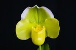 Paph. Hung Sheng Curet 'Bear-13'