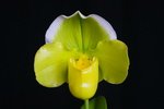 Paph. Hung Sheng Curet 'Bear-14'