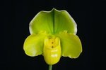 Paph. Hung Sheng Curet 'Bear-15'