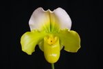 Paph. Hung Sheng Curet 'Bear-16