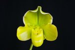 Paph. Hung Sheng Curet 'Bear-17'