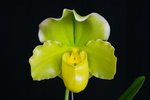 Paph. Hung Sheng Curet 'Bear-18'