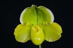 Paph. Hung Sheng Curet 'Bear-19' 