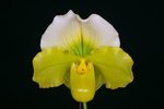 Paph. Hung Sheng Curet 'Bear-20'