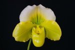 Paph. Hung Sheng Curet 'Bear-21'