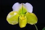 Paph. Hung Sheng Curet 'Bear-25'