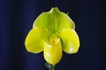 Paph. Hung Sheng Curet 'Bear-28'