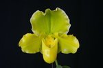 Paph. Hung Sheng Curet 'Bear-29'