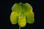 Paph. Hung Sheng Curet 'Bear-34'