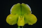 Paph. Hung Sheng Curet 'Bear-36'