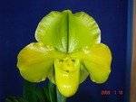 Paph. Hung Sheng Green  