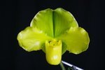 Paph. Hung Sheng Green Apple  'Bear-3'