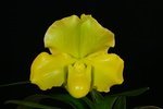 Paph. Hung Sheng Green Apple 'Bear-1'