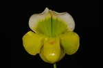 Paph. Hung Sheng Green Apple 'Bear-2'