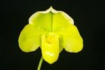 Paph. Hung Sheng Lucky Angel 'Bear-2' 