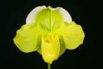 Paph. Hung Sheng Lucky Angel 'Bear-3' 