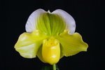 Paph. Hung Sheng Hamana 'Bear-4'