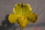 Paph. Lacewing 