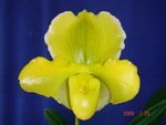 Paph. Magic Oro  