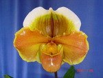 Paph. Smooth Sailing 'Bear-449'  