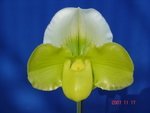 Paph. Sorcerers Stone 'Bear-1' 