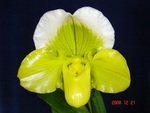 Paph. Sorcerers Stone 'Bear-2'