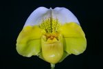 Paph. Stone Crazy 'Bear-1'