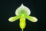 Paph. 'Bear-1' (In-Charm Alice x Hsinying Mautrum) 