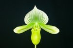 Paph. 'Bear-1' (In-Charm Alice x Hsinying Mautrum) 