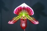 Paph. 'Bear-1' (Shin-Yi Heart x Hung Sheng Glow) 