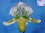 Paph. Alma Gavaert