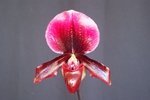 Paph. (charlesworthii x callosum) 'Bear-1' 